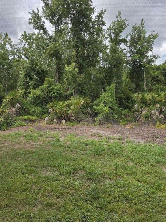 A grassy yard leads to a dense line of trees and palmetto bushes — 9321 HUNTINGTON PARKWAY, TAMPA, FL