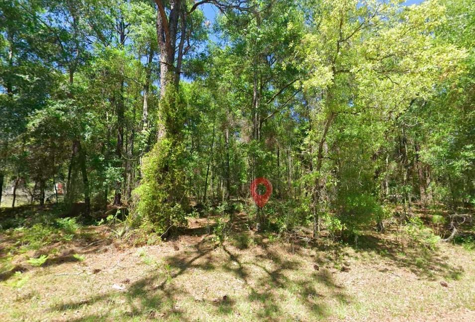 A view of a wooded lot with dense trees and ground vegetation under a blue sky — 2581 W PHARAOH COURT UNIT 28, LECANTO, FL