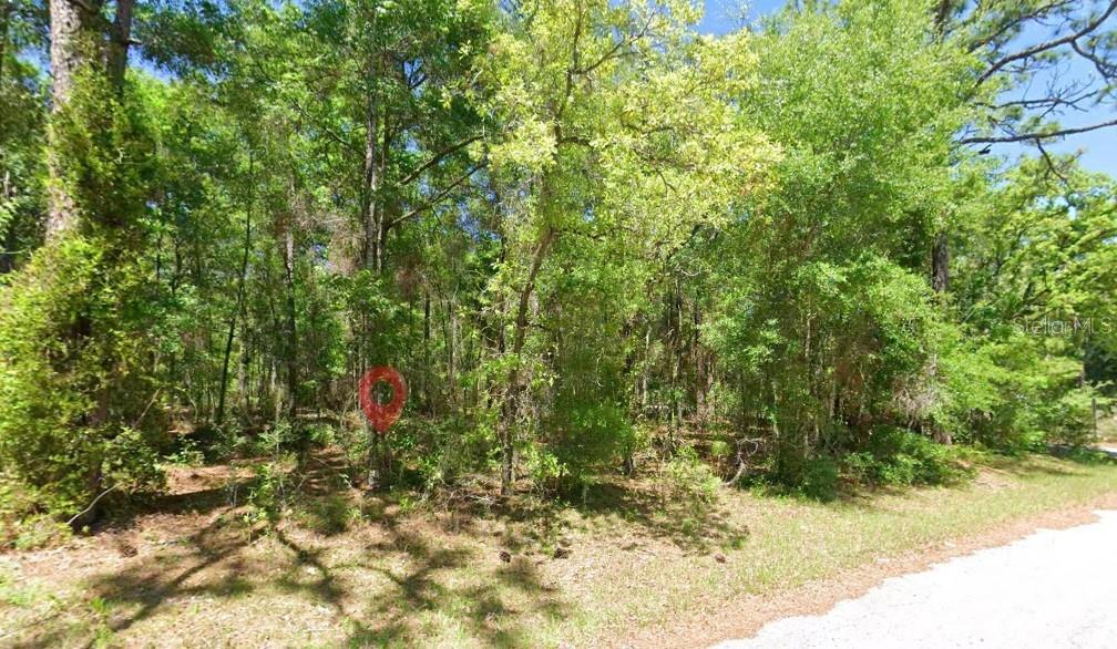 A wooded, undeveloped lot with dense trees and brush sits beside a dirt road — 2581 W PHARAOH COURT UNIT 28, LECANTO, FL