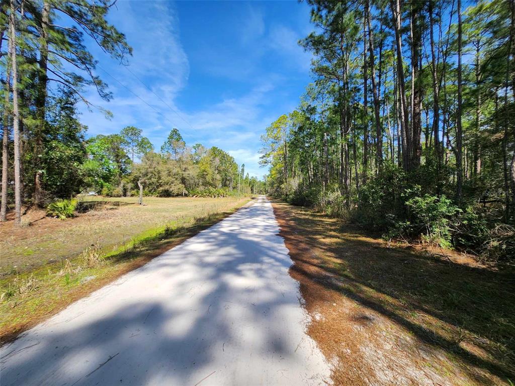 A dirt road leads through a wooded area with tall pine trees and open land — 116 MOSSWOOD STREET, GEORGETOWN, FL