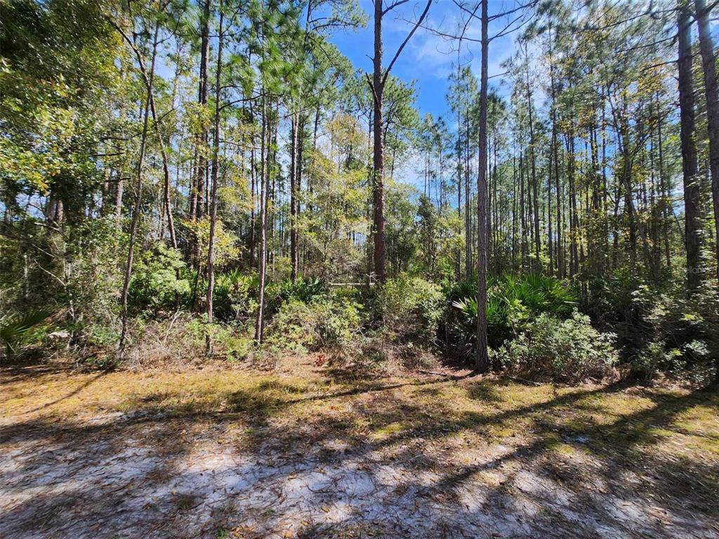 A view of a wooded lot with tall pine trees and dense underbrush — 116 MOSSWOOD STREET, GEORGETOWN, FL