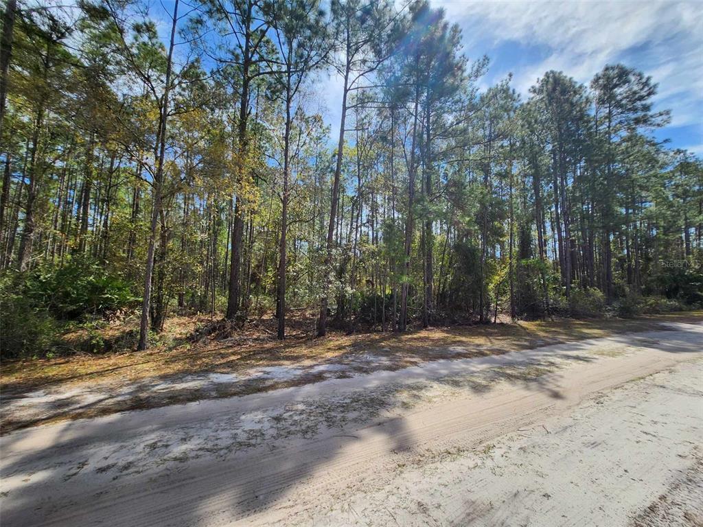 A dirt road runs alongside a wooded lot filled with tall pine trees — 116 MOSSWOOD STREET, GEORGETOWN, FL