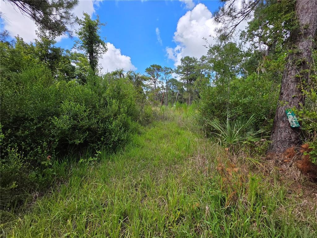 A grassy path leads through a wooded area with dense green shrubs and pine trees — 4863 MEADOW GREEN ROAD, MIMS, FL