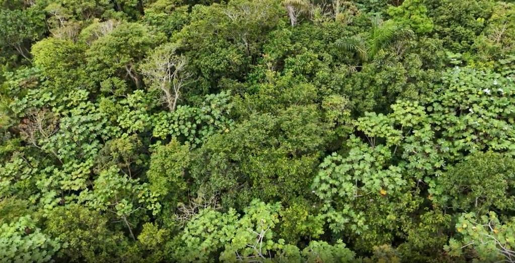 An aerial view shows a dense, lush green forest canopy covering the landscape — KM 0.2 INT Bo. Helechal PR 152, BARRANQUITAS, PR