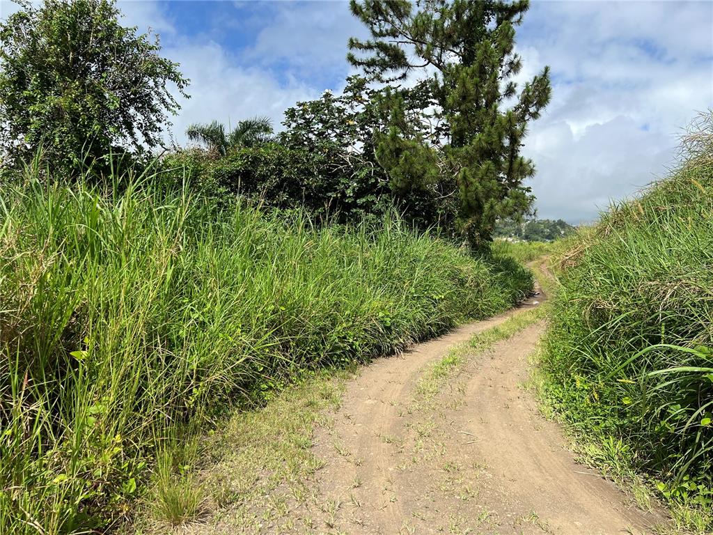 A dirt path winds through tall green grass toward trees under a cloudy blue sky — KM 0.2 INT Bo. Helechal PR 152, BARRANQUITAS, PR