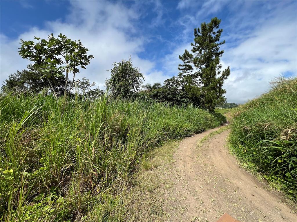 A dirt path winds through tall grass toward trees under a blue sky — KM 0.2 INT Bo. Helechal PR 152, BARRANQUITAS, PR