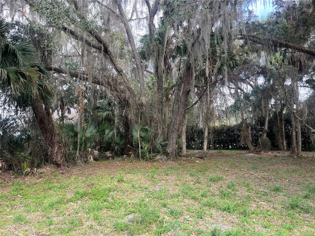 A grassy lot features large trees draped in Spanish moss and dense undergrowth — 183RD AVENUE, HAWTHORNE, FL