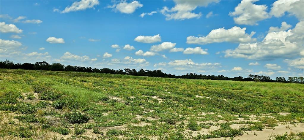 A wide, grassy field with patches of sand under a bright, cloudy blue sky — MAMMOTH GROVE ROAD, LAKE WALES, FL
