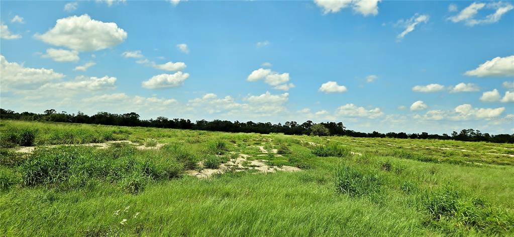 A wide, grassy field with patches of sandy soil under a blue, cloudy sky — MAMMOTH GROVE ROAD, LAKE WALES, FL