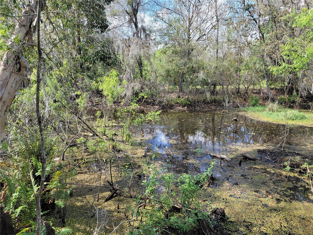 A small, murky pond surrounded by dense trees and vegetation in a wooded area — TBD BELL LAKE ROAD, LAND O LAKES, FL
