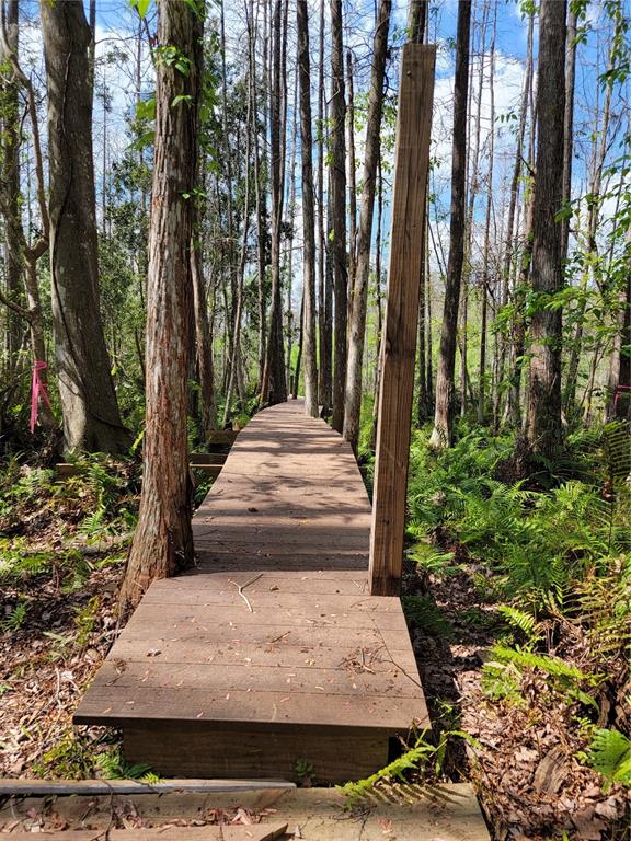 A wooden boardwalk path winds through a wooded area with tall trees and green ferns — TBD BELL LAKE ROAD, LAND O LAKES, FL