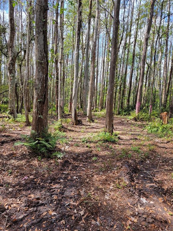 A wooded lot with tall trees, ferns, and muddy ground under a bright sky — TBD BELL LAKE ROAD, LAND O LAKES, FL