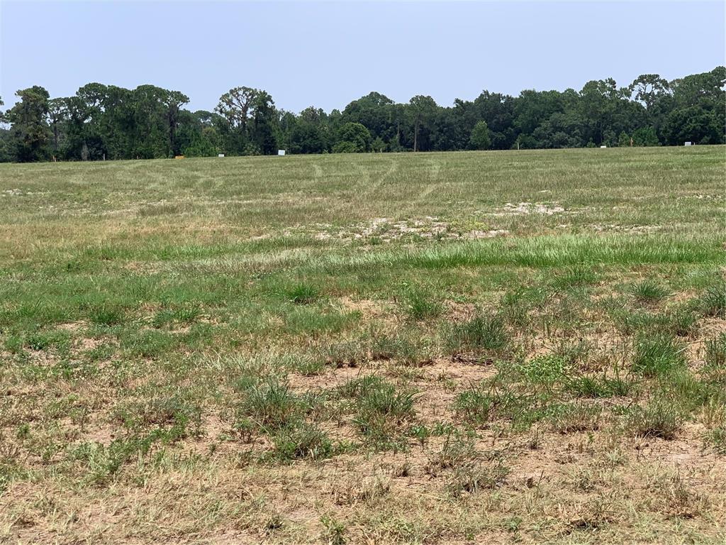 A wide, grassy, undeveloped field is bordered by a dense line of trees — 3448 LAKE DIANE ROAD, TAVARES, FL