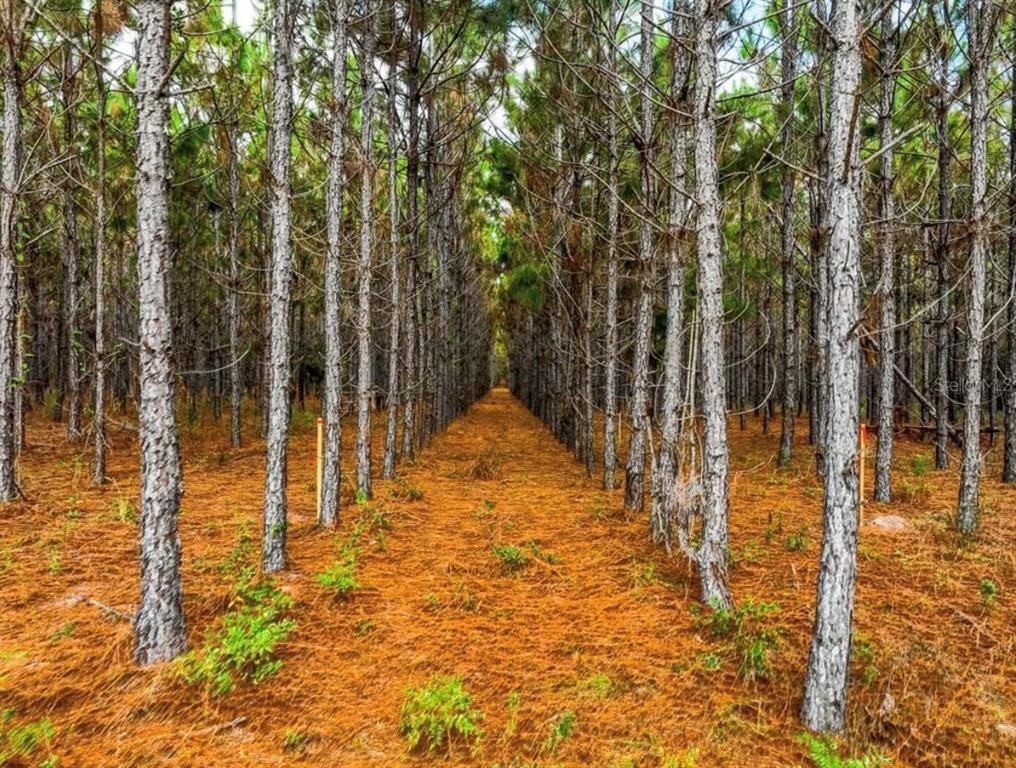 A straight path leads through a dense, uniform plantation of tall pine trees — 000 NW 78TH AVENUE, NEWBERRY, FL