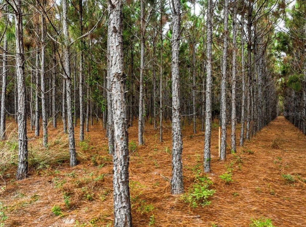 A dense pine forest features rows of tall trees and a ground covered in needles — 000 NW 78TH AVENUE, NEWBERRY, FL