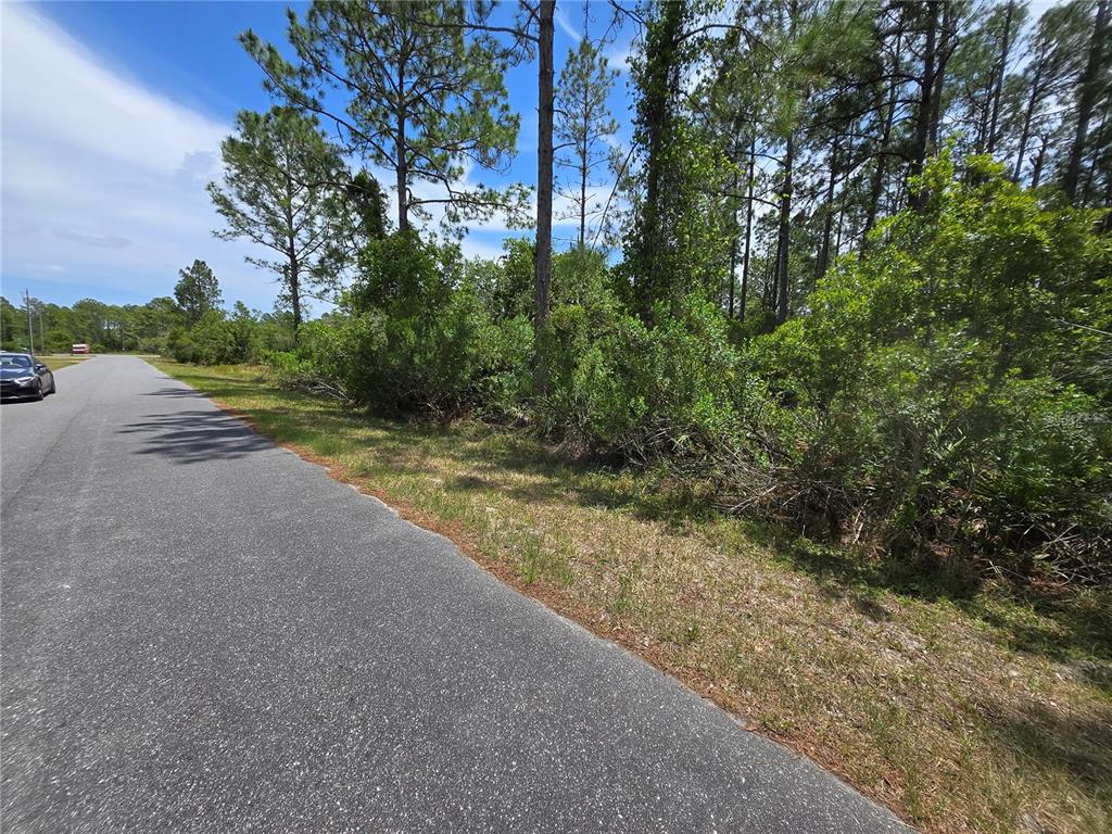 A paved road runs alongside a wooded, undeveloped lot with dense green vegetation and tall trees — 00 W BLUEBELL AVENUE, EUSTIS, FL