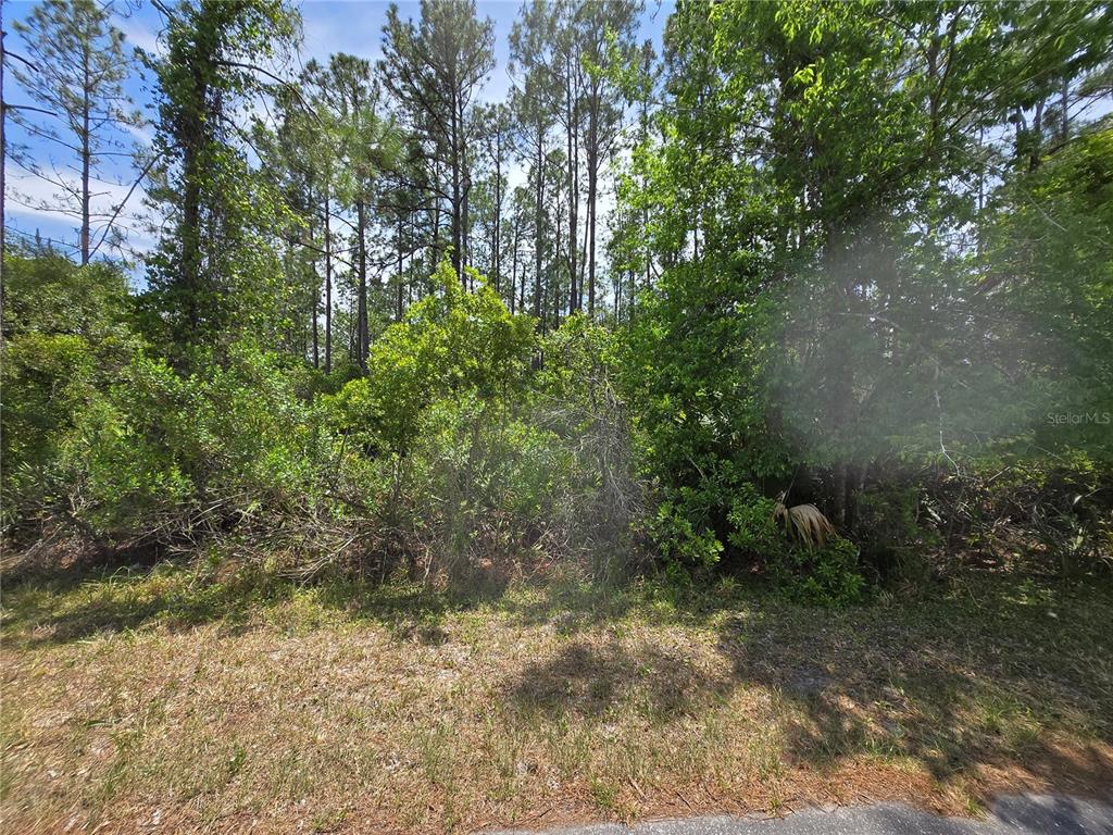 A view of a wooded lot with dense green vegetation and tall pine trees — 00 W BLUEBELL AVENUE, EUSTIS, FL