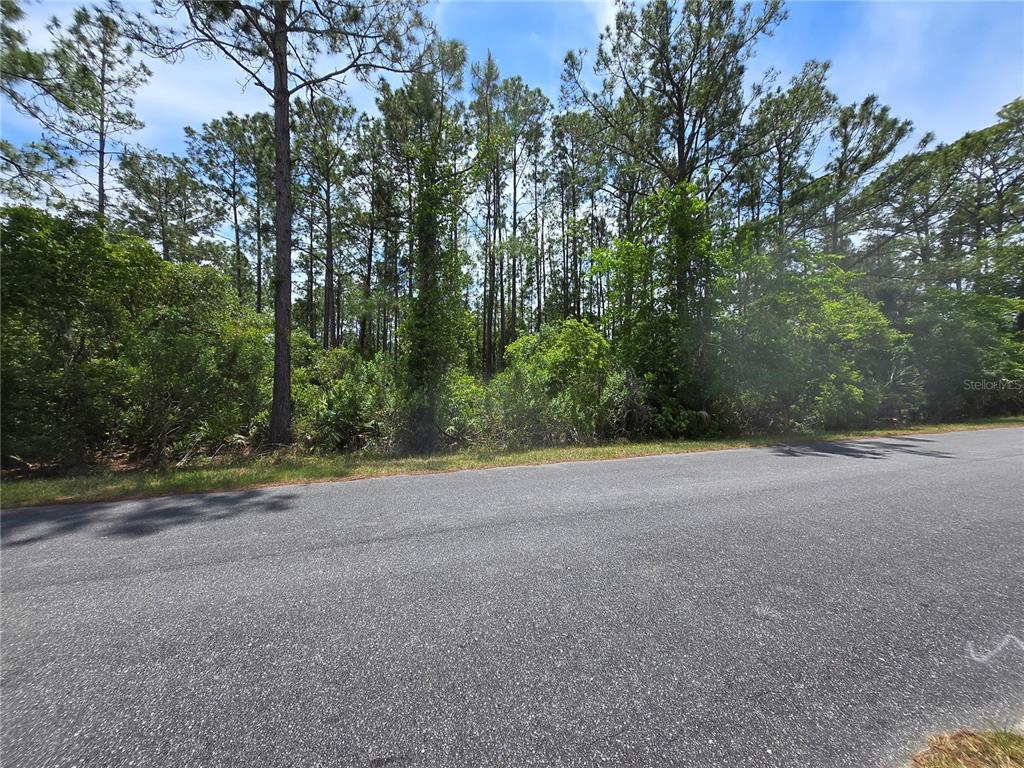 A paved road runs in front of a densely wooded, undeveloped plot of land — 00 W BLUEBELL AVENUE, EUSTIS, FL