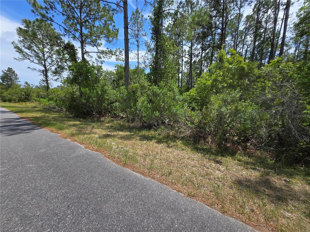 A paved road runs alongside a wooded lot with dense green vegetation and tall trees — 00 W BLUEBELL AVENUE, EUSTIS, FL