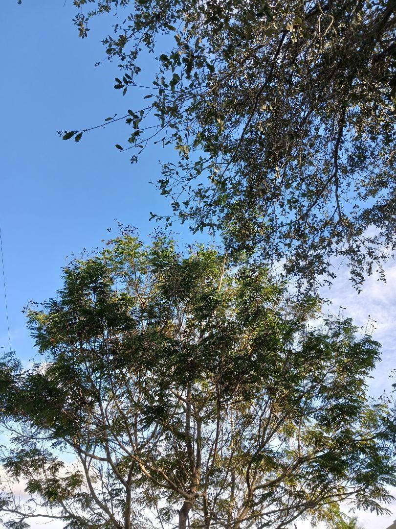 A view looking up at the green foliage of two different trees against a blue sky — 0000 139 Court, FL 34432, FL