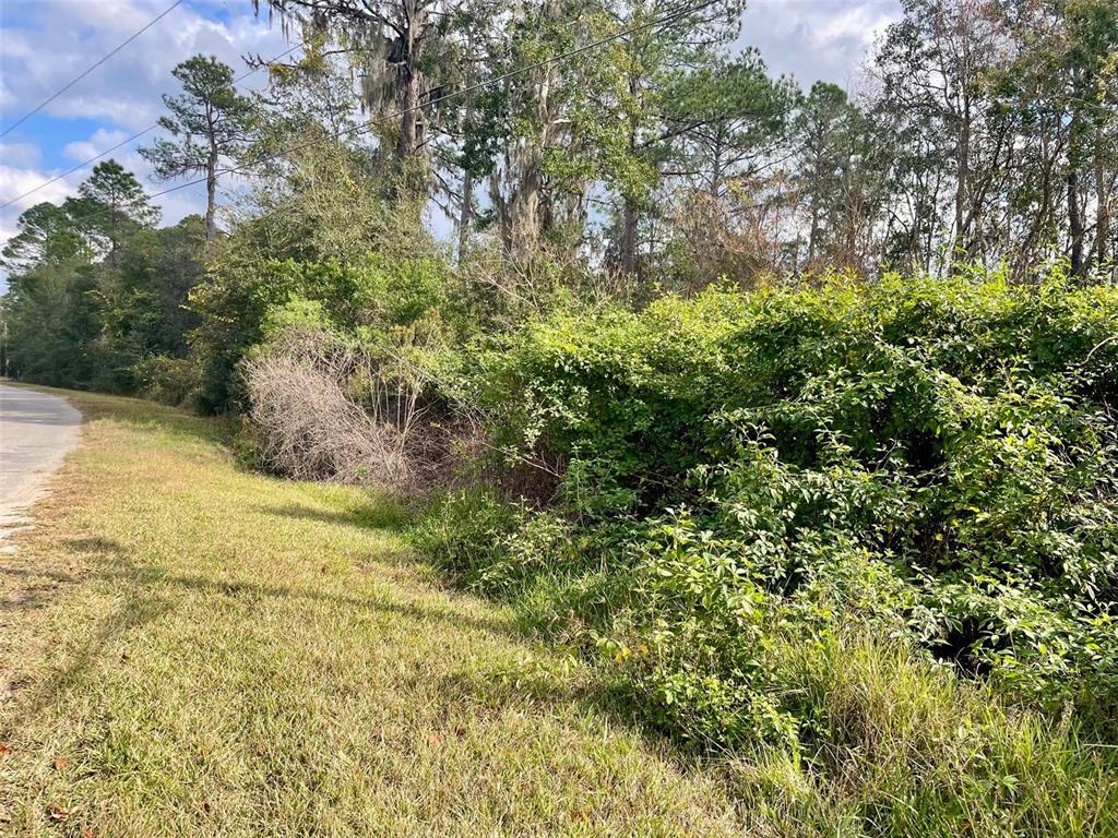 A grassy roadside borders a dense area of overgrown shrubs and tall trees — 000 FISHER RUN, OCKLAWAHA, FL