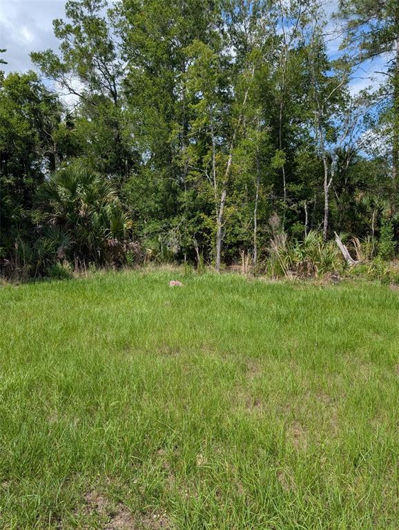 A grassy, open lot is bordered by a dense line of trees and foliage — 5251 N US 19 HIGHWAY, CRYSTAL RIVER, FL