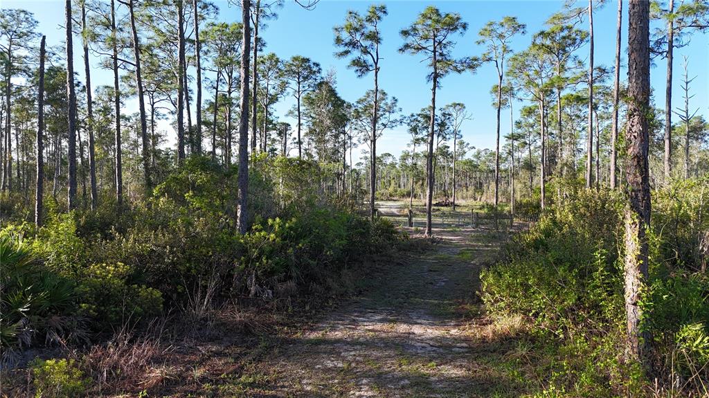 A dirt path leads through a wooded area with tall pine trees and low brush — 14350 BURNT STORE ROAD, PUNTA GORDA, FL