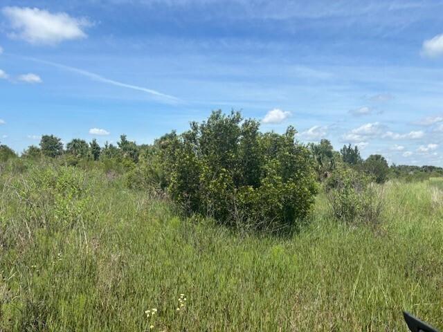 A large, dense green shrub sits in the middle of a grassy, open field — 0 NW 300th Street, Okeechobee FL 34972, OKEECHOBEE, FL