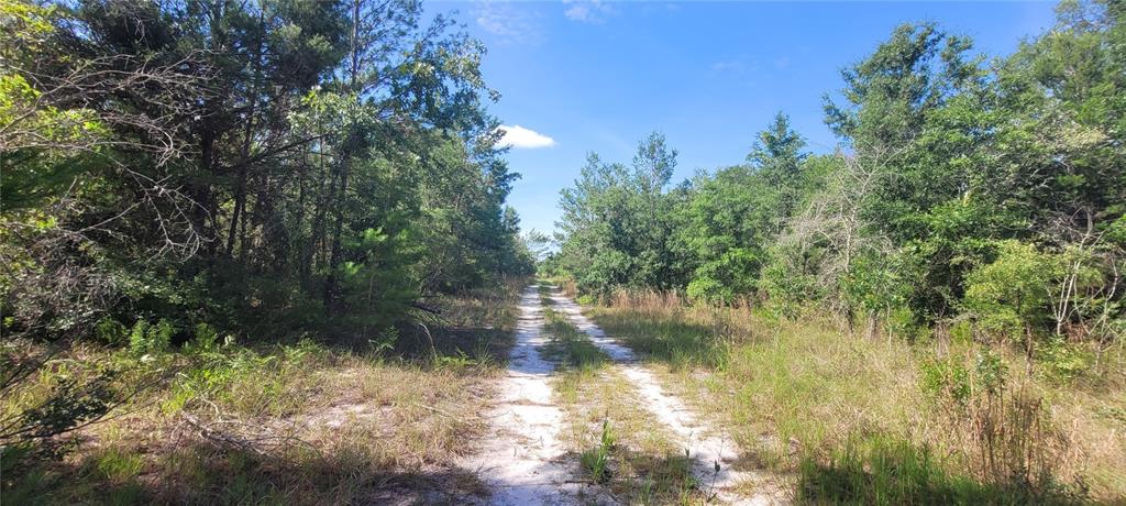 A dirt path leads through a wooded area under a clear blue sky — UNION WAY, LEE, FL