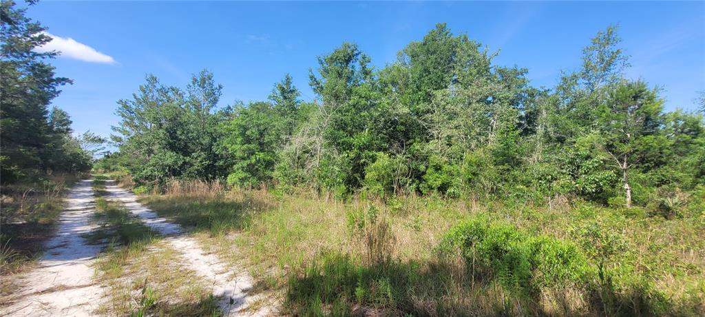 A dirt path leads alongside a dense, wooded area under a clear blue sky — UNION WAY, LEE, FL