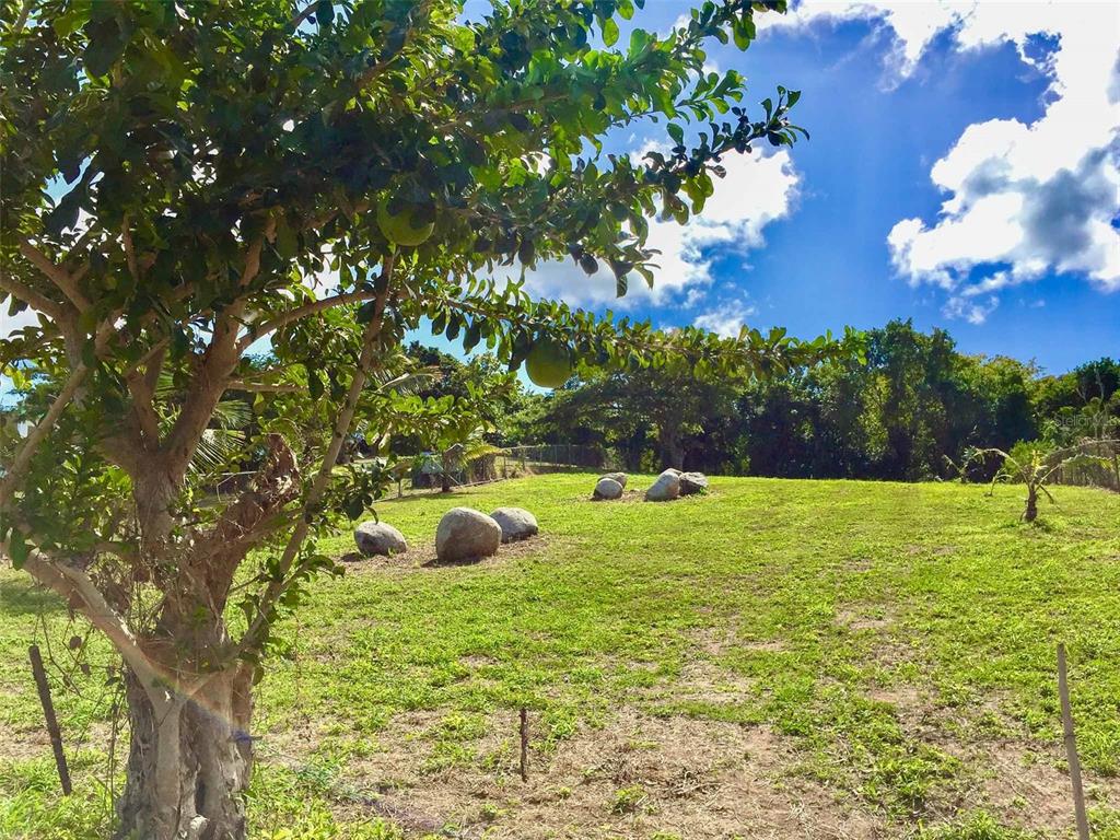 A grassy, sunlit lot features scattered large boulders and a fruit-bearing tree in the foreground — 63 ROUTE 201, VIEQUES, PR