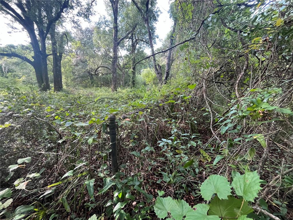 A metal fence post stands amidst dense, overgrown vegetation and trees in a wooded area — 305 MILTON AVENUE, INTERLACHEN, FL