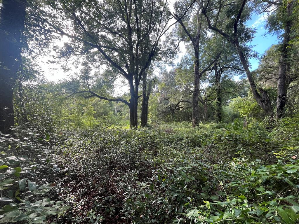 A dense, wooded lot filled with mature trees and thick underbrush under a bright sky — 305 MILTON AVENUE, INTERLACHEN, FL