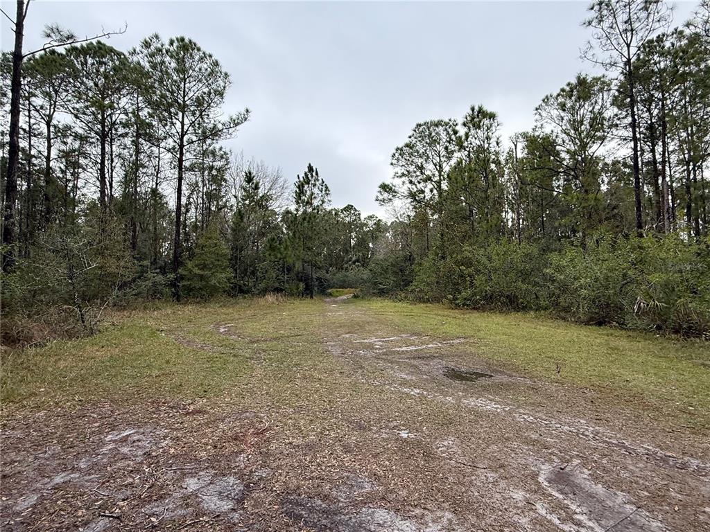A dirt path leads through a grassy clearing surrounded by tall pine trees — 1012 INDIAN LAKE DRIVE, INDIAN LAKE ESTATES, FL