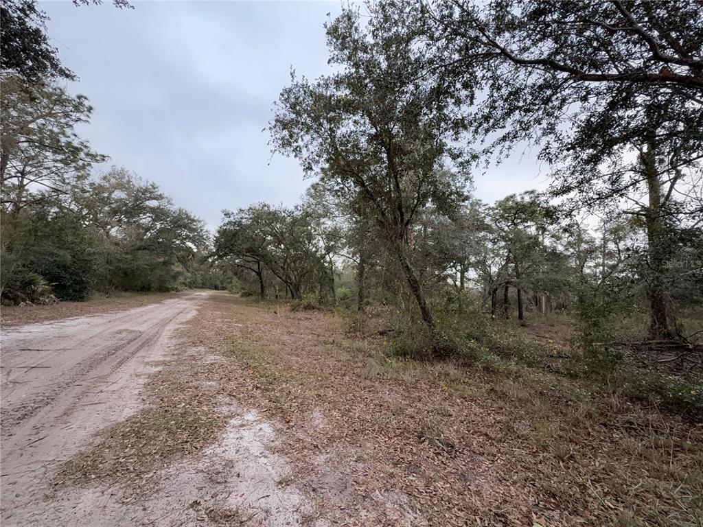 A dirt clearing sits adjacent to a dense forest of tall pine and oak trees — 1012 INDIAN LAKE DRIVE, INDIAN LAKE ESTATES, FL