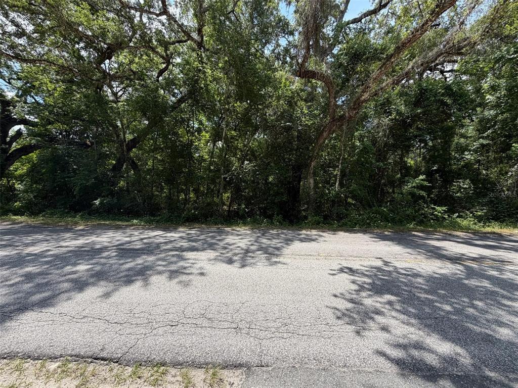A paved road runs in front of a dense, wooded lot with mature trees — 0 CR 656, WEBSTER, FL