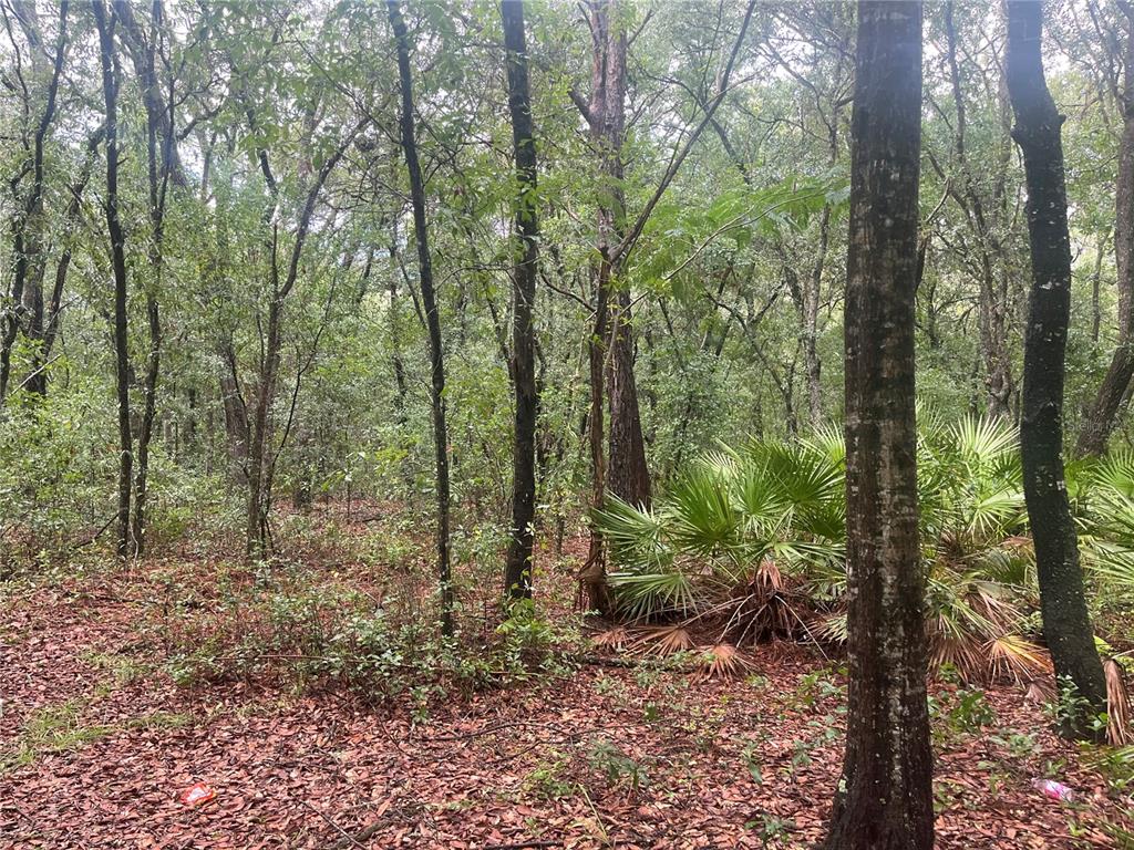 TBD DELAWARE AVENUE, INTERLACHEN, FL — photo 4 of 14