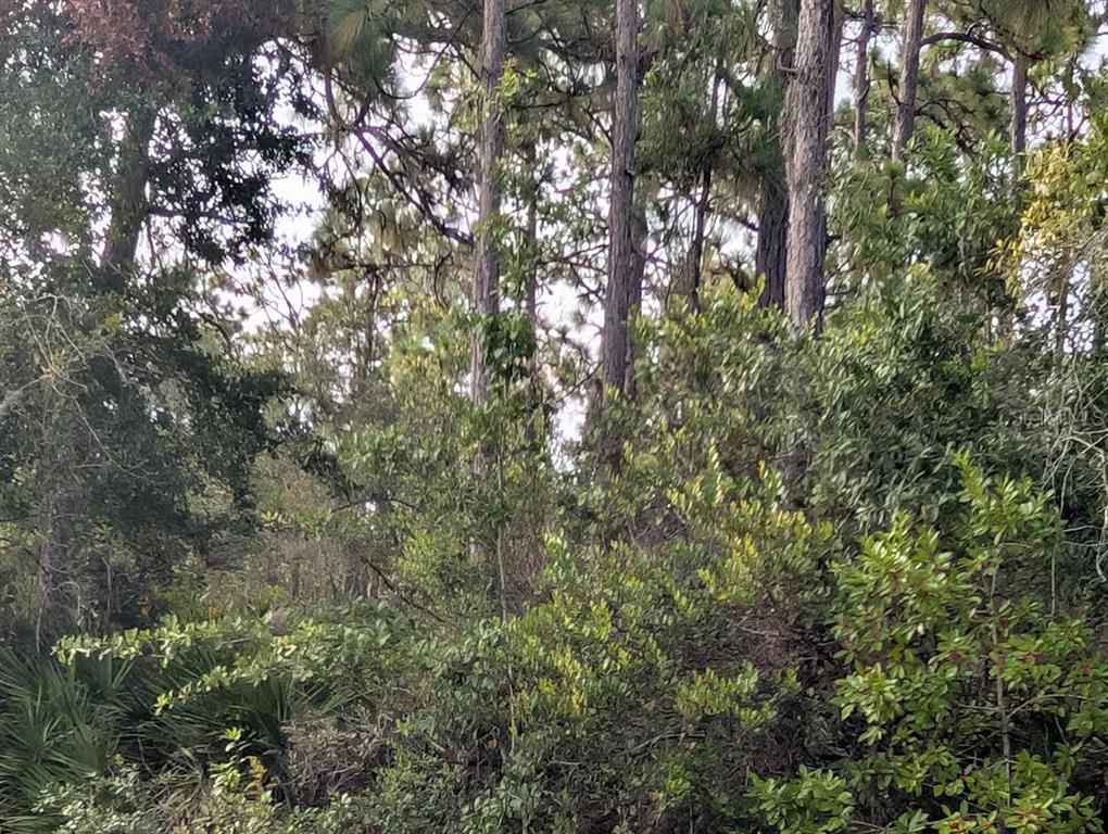 A dense wooded area featuring tall pine trees and thick green underbrush — 523 AZALEA DRIVE, INDIAN LAKE ESTATES, FL