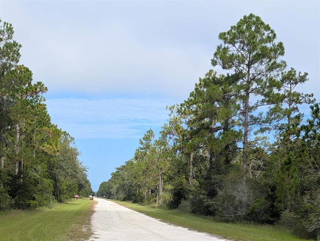 A dirt road stretches through a wooded area lined with tall pine trees — 523 AZALEA DRIVE, INDIAN LAKE ESTATES, FL
