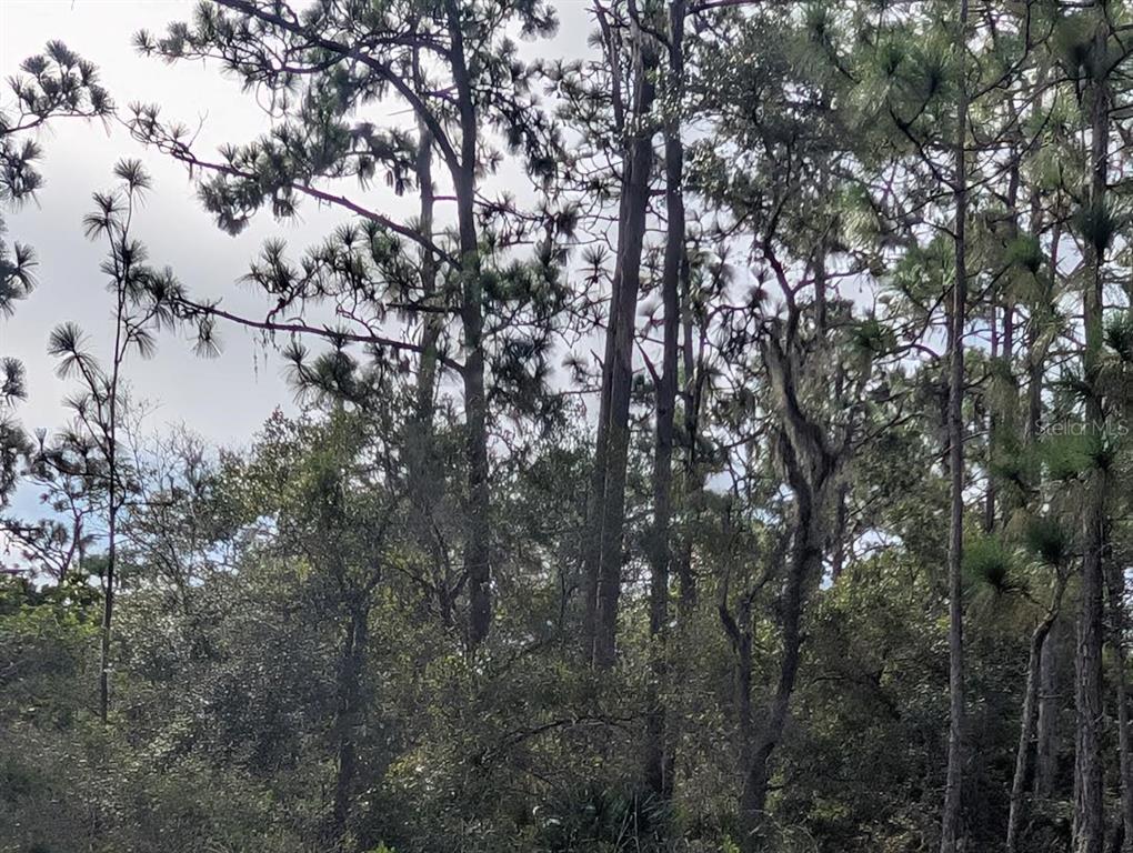 A dense forest of tall pine trees and underbrush under a bright, overcast sky — 523 AZALEA DRIVE, INDIAN LAKE ESTATES, FL