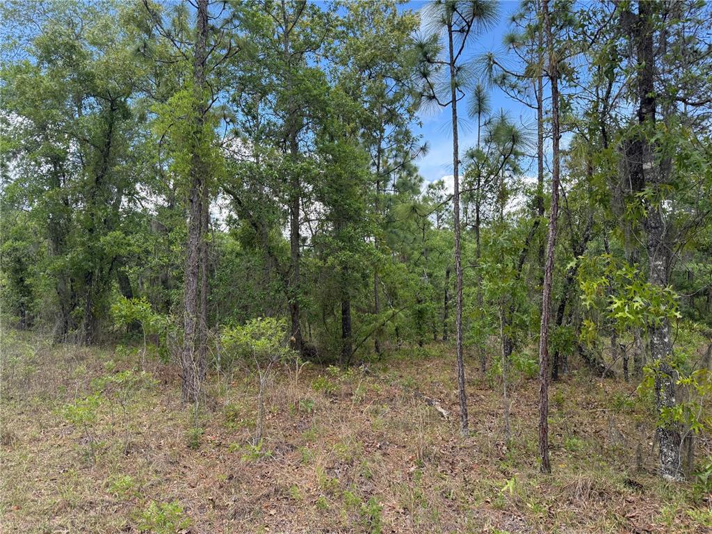 A wooded lot with tall pine trees and dense underbrush under a blue sky — 00 SE 126TH TERRACE, DUNNELLON, FL