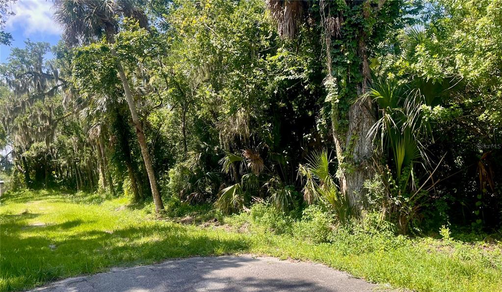 A view of a grassy area leading into a dense, wooded forest — 420-428 PALMETTO STREET, EDGEWATER, FL