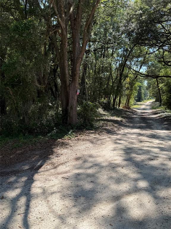 A dirt road winds through a wooded area with large trees and dappled sunlight — 0 SW 146TH PLACE UNIT #328, DUNNELLON, FL
