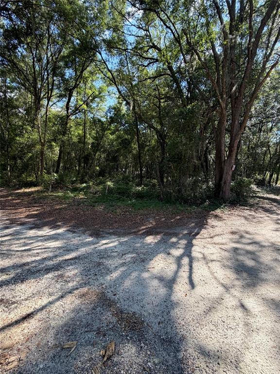 A dirt road leads to a wooded lot with dense trees and underbrush — 0 SW 146TH PLACE UNIT #328, DUNNELLON, FL