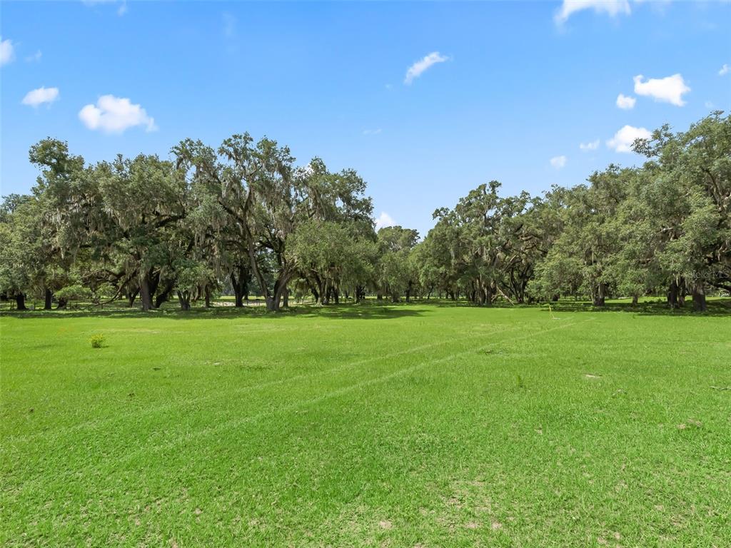 A wide, grassy field is bordered by a dense line of large, moss-draped oak trees — Lot 11 CR 543, BUSHNELL, FL