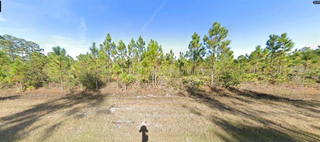 A vacant, grassy lot features a dense cluster of pine trees under a clear blue sky — CALENDULA DRIVE, INDIAN LAKE ESTATES, FL