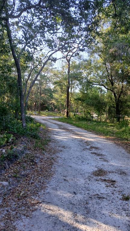 A dirt path winds through a wooded area with tall trees and dappled sunlight — 0 AND TBD, WEBSTER, FL