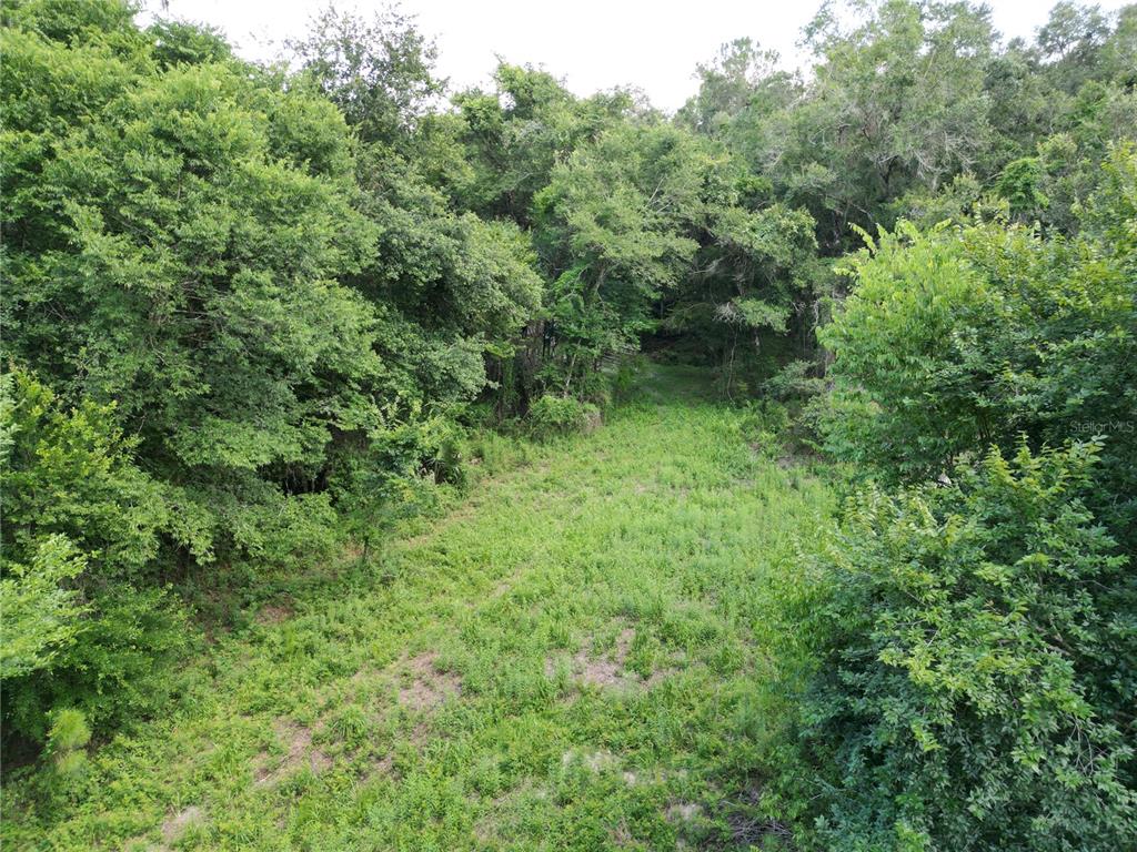 A grassy clearing is surrounded by a dense forest of mature trees and foliage — TBD SW 31ST WAY WAY, WEBSTER, FL