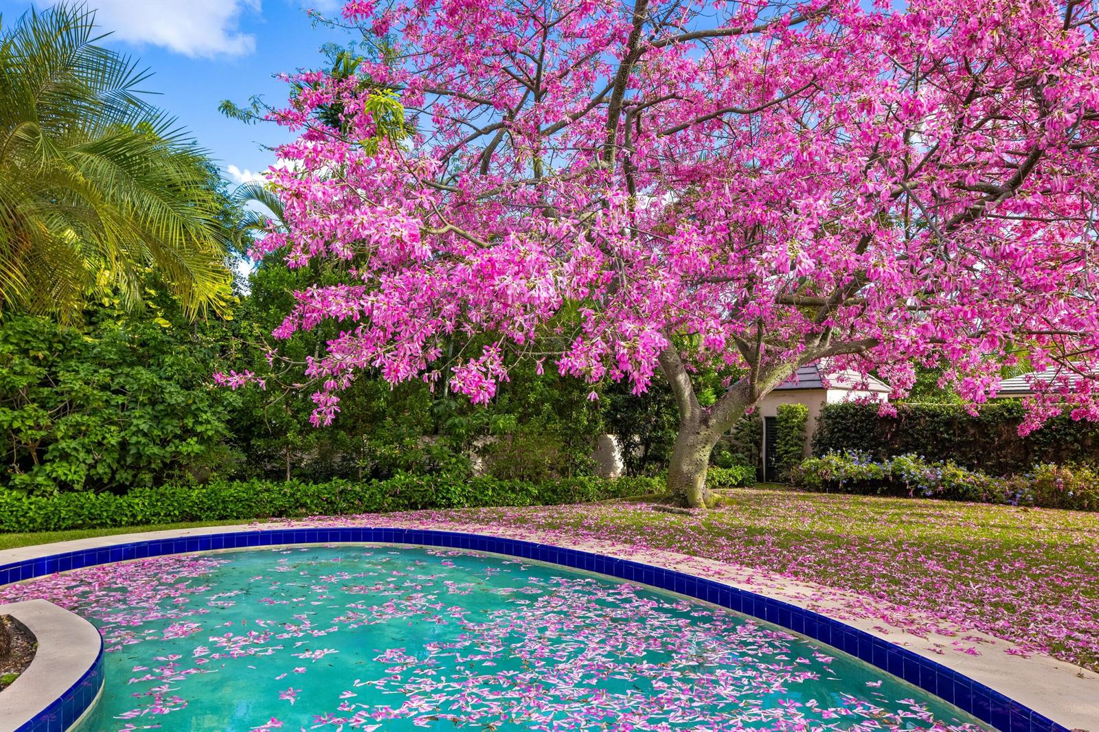 A swimming pool with blue tile edges is surrounded by a lawn covered in pink petals — 334 Barton Avenue, Palm Beach FL 33480, PALM BEACH, FL