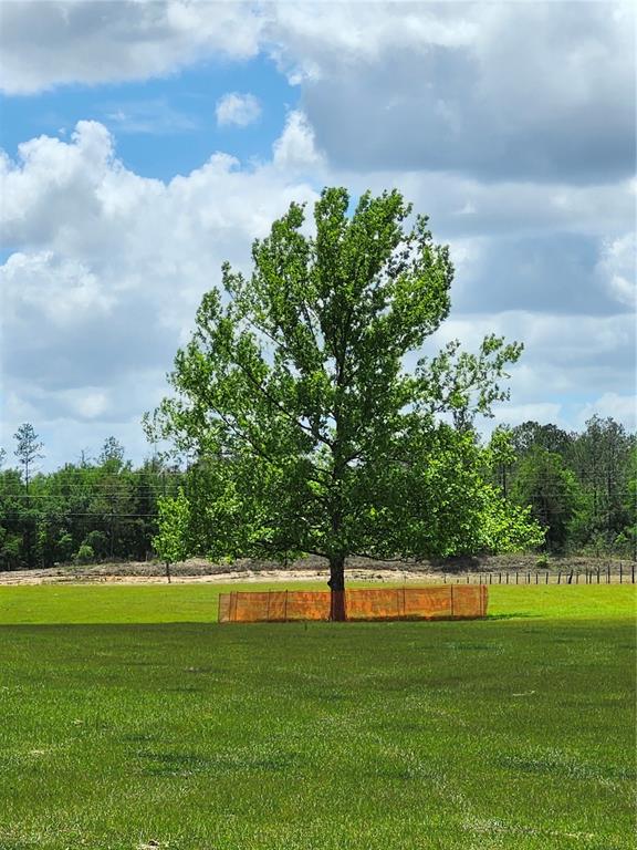 A large, leafy tree stands in the center of a grassy field with orange fencing — 0 CHRISTIAN ROAD Lot 1, DADE CITY, FL